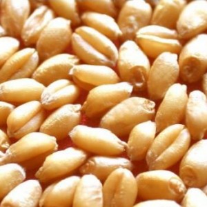 養(yǎng)殖求購：玉米、高粱、小麥、大豆