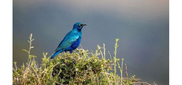 租賃國外品牌來忽悠中國消費者？湯姆森的廚電夢想是不可能的