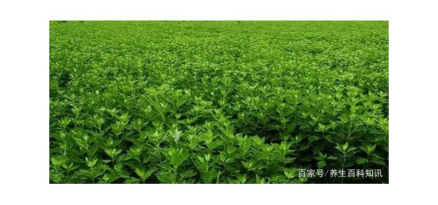 華西攀威弘揚中醫(yī)藥文化，保護國民健康